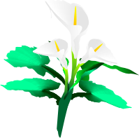 Calla